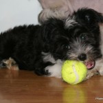Nosey with ball