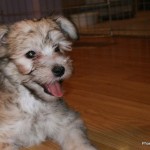 Gingerbread looks like he's laughing after a playful romp!