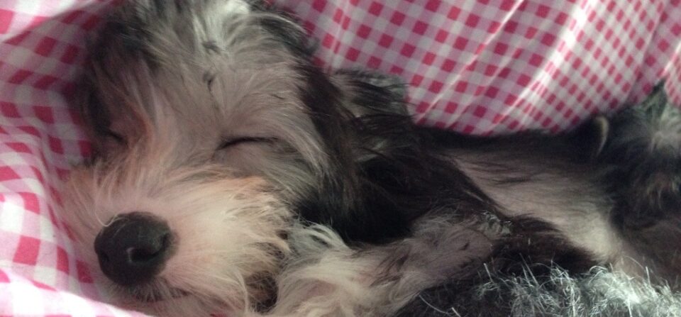 Jaybird takes a nap