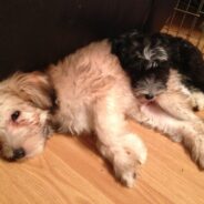 Gingerbread and Nosey have been adopted!