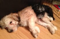 Gingerbread and Nosey have been adopted!