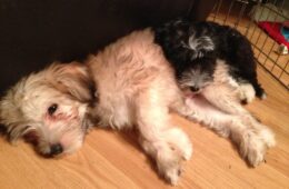 Gingerbread and Nosey have been adopted!