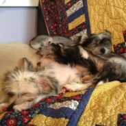 Jaybird, Puppio, and 7-Up are still available!