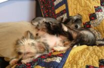 Jaybird, Puppio, and 7-Up are still available!