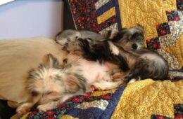 Jaybird, Puppio, and 7-Up are still available!
