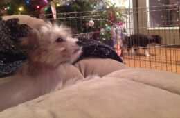 7-Up chillaxes by the Christmas Tree