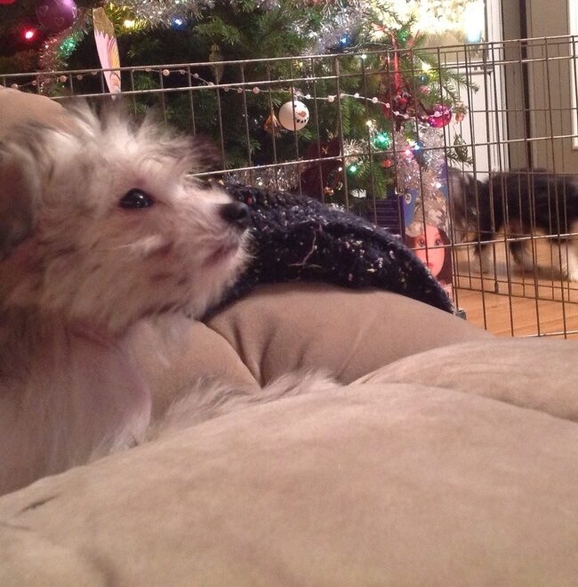 7-Up chillaxes by the Christmas Tree