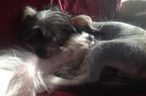 “Puppio” has been adopted!