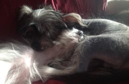 “Puppio” has been adopted!