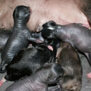 The New Brood is Born