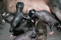 The New Brood is Born