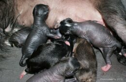 The New Brood is Born