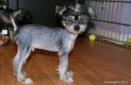 Puppio’s Photo Gallery