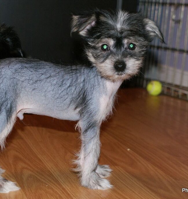 Puppio’s Photo Gallery