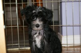 Mitten’s Photo Gallery