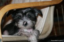 Patches’ Photo Gallery