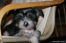 Patches’ Photo Gallery