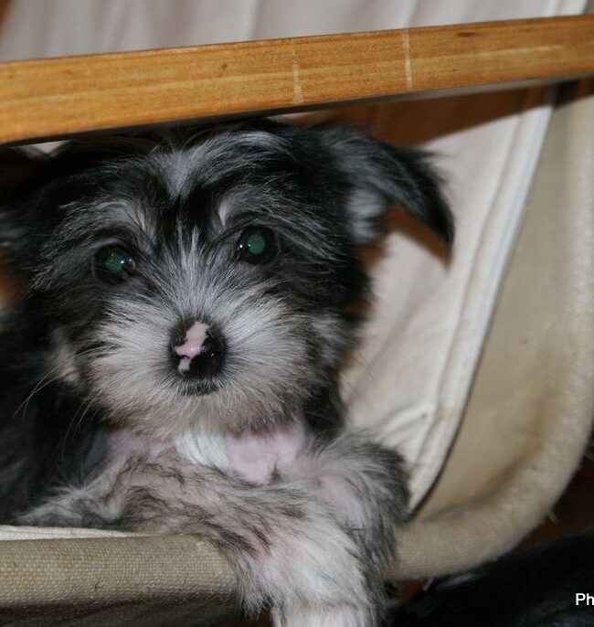 Patches’ Photo Gallery