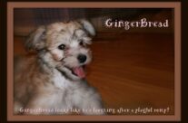 “Gingerbread”