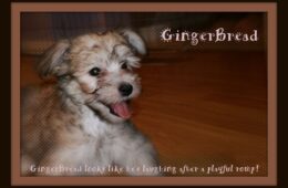 “Gingerbread”