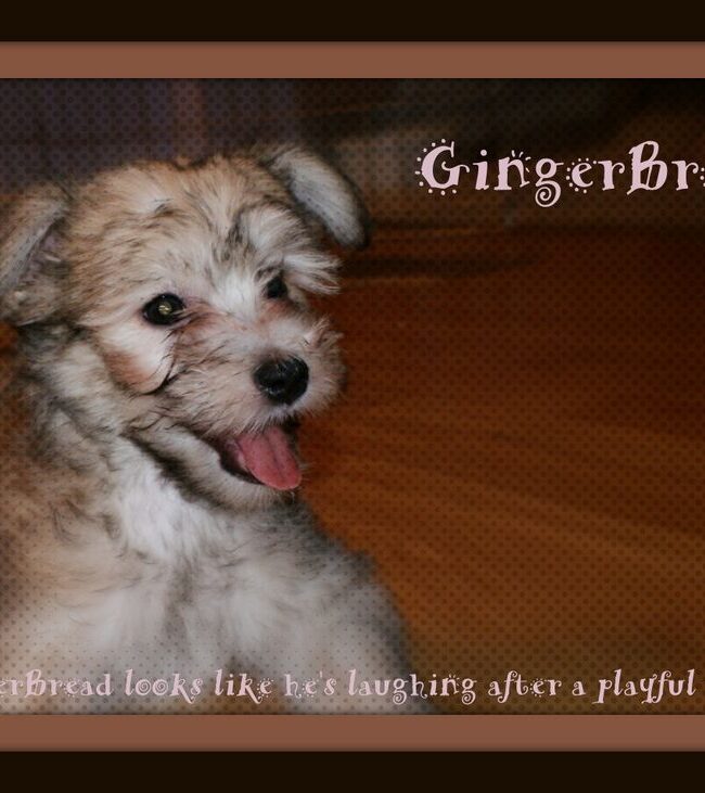 “Gingerbread”