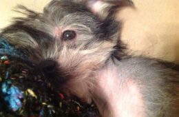 Puppio Snuggled In