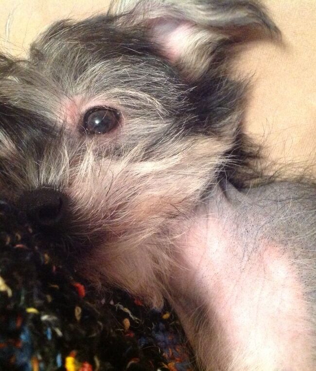 Puppio Snuggled In