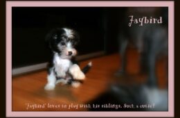 “Jaybird”
