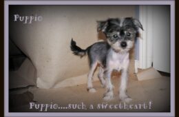 “Puppio”