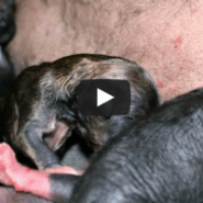 New Litter of Chinese Crested Puppies are Born