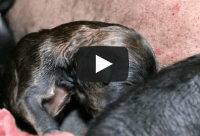 New Litter of Chinese Crested Puppies are Born