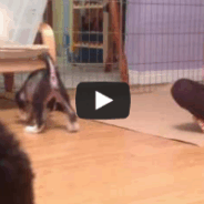The Puppies Run Around Like Turkeys
