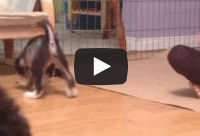The Puppies Run Around Like Turkeys